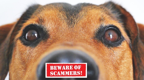 Are You Being Scammed by Online Emotional Support Animal Companies?